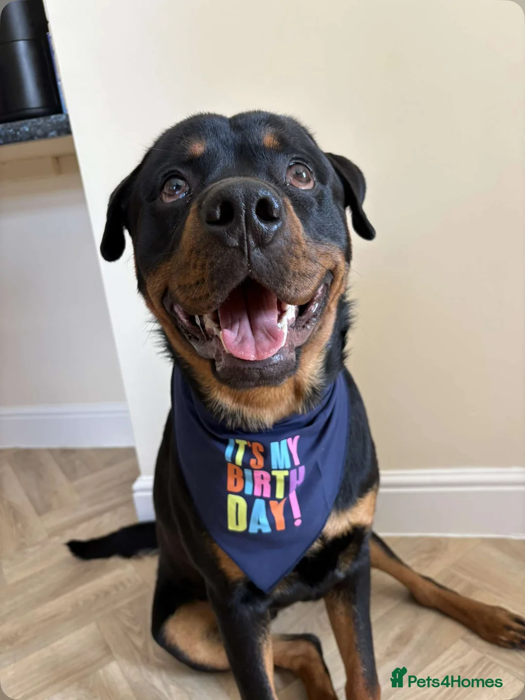 Rottweiler dogs for stud: Male Rottweiler for stud  in Canvey Island - Advert 2