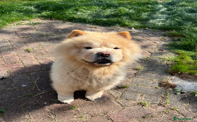 Chow Chow dogs - Advert 1