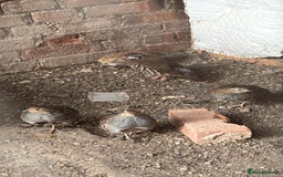 Patridge poultry for sale: Grey Partridge  - Image 1