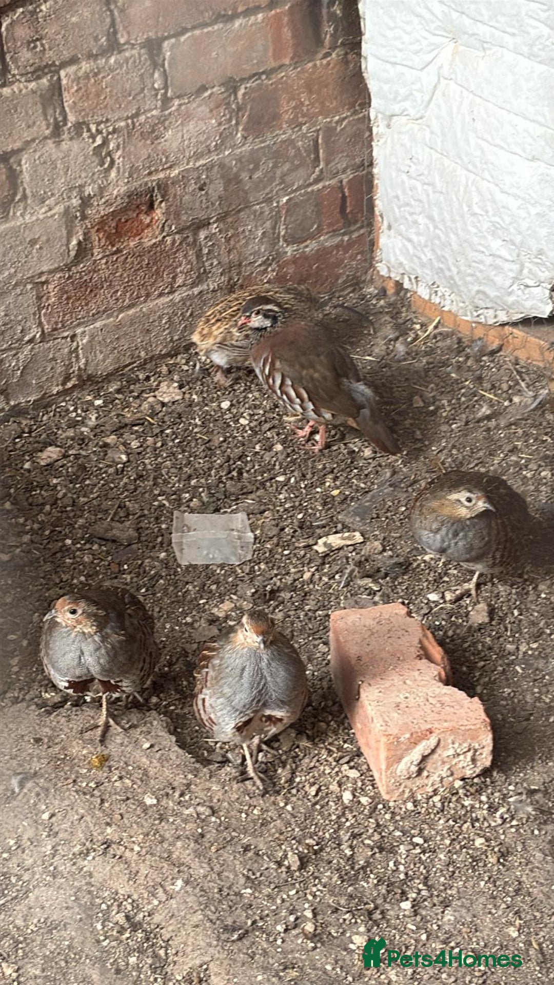 Patridge poultry for sale: Grey Partridge  - Image 1