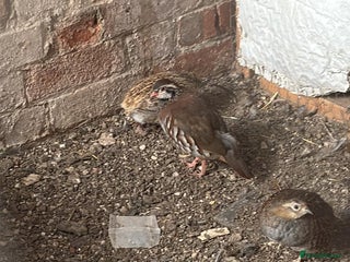 Patridge poultry - Advert 3