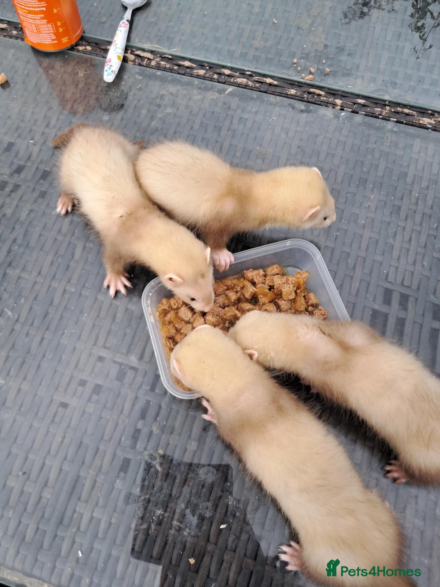 Ferret rodents Ferret - Advert 1