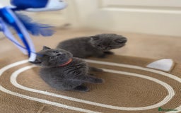 British Shorthair cats for sale: British Shorthair Blue Kittens - Image 2