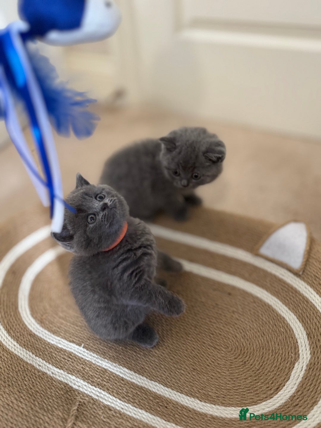British Shorthair cats for sale: British Shorthair Blue Kittens - Image 2
