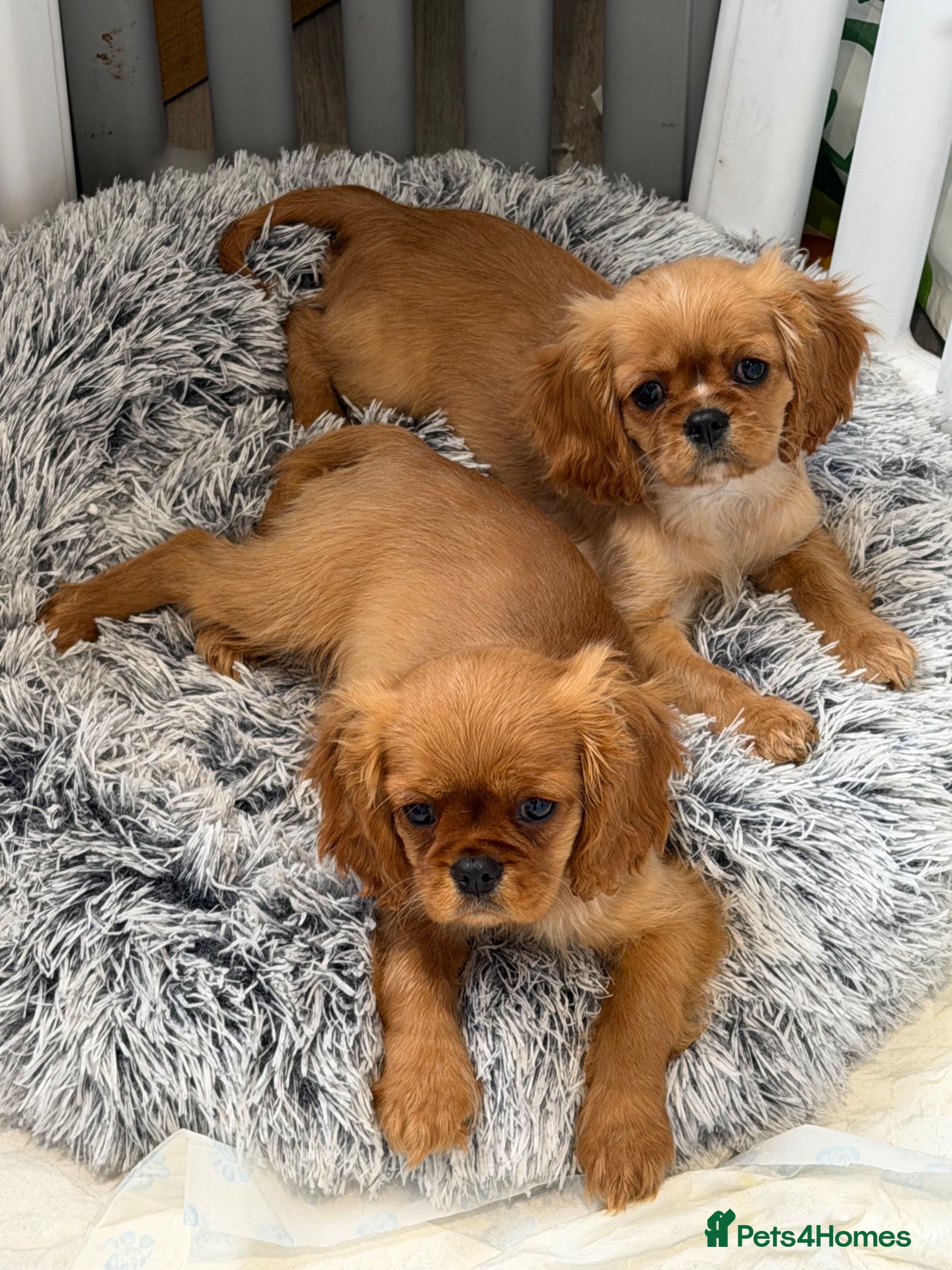 Cavalier King Charles Spaniel dogs Kennel club registered cavalier King Charles pups  - Advert 15