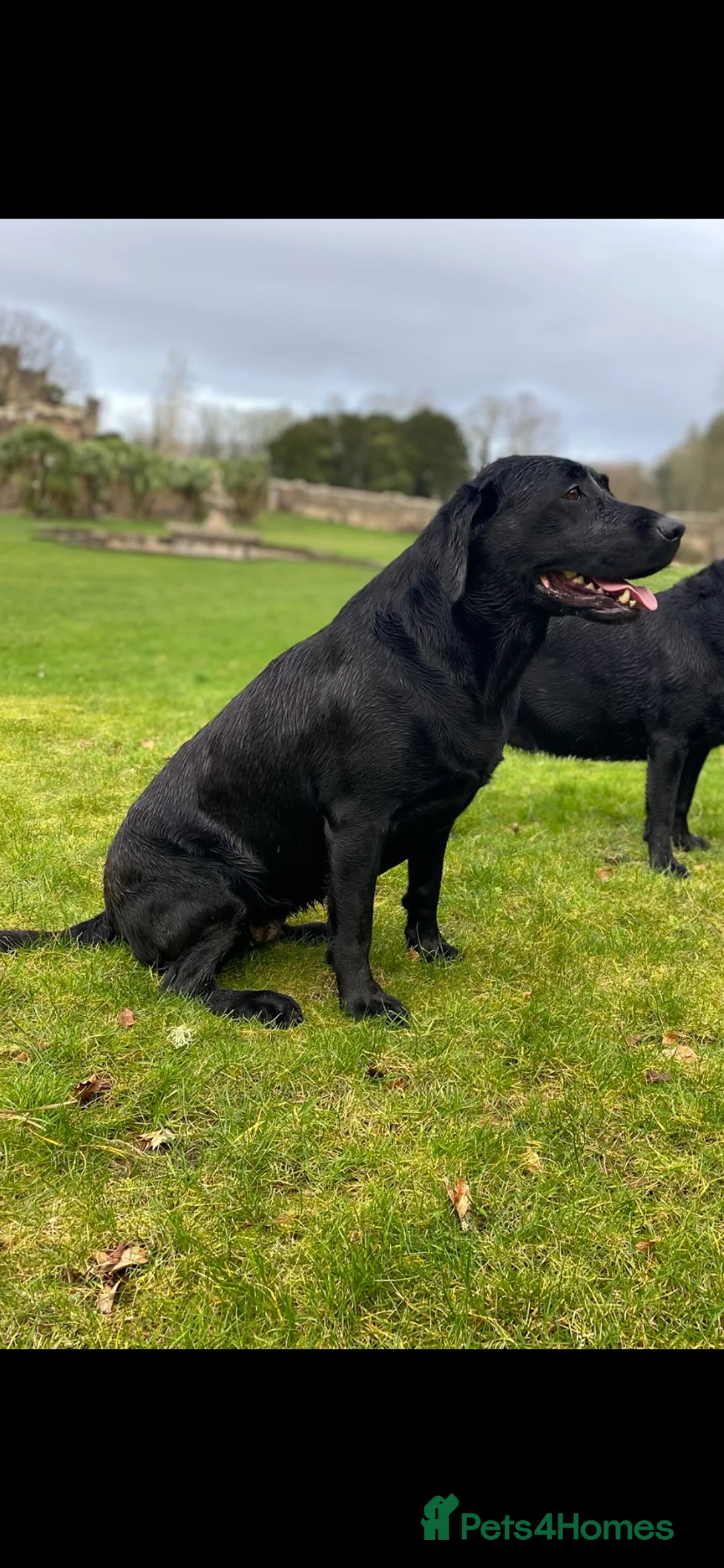 Labrador Retriever dogs for sale: Full Pedigree KC Labrador Retreiver Pups  - Advert 6
