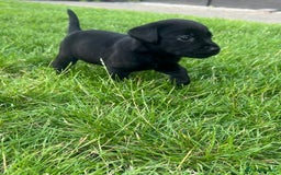 Labrador Retriever dogs for sale: Kc reg black working Labrador puppies  - Image 15