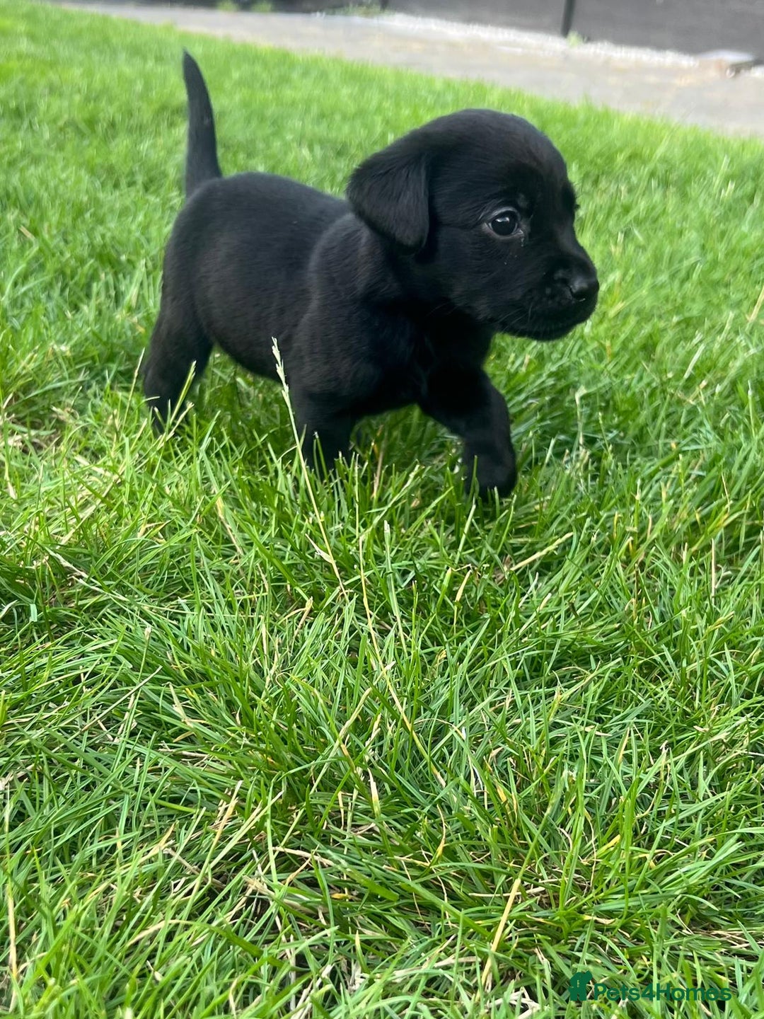 Labrador Retriever dogs for sale: Kc reg black working Labrador puppies  - Image 15