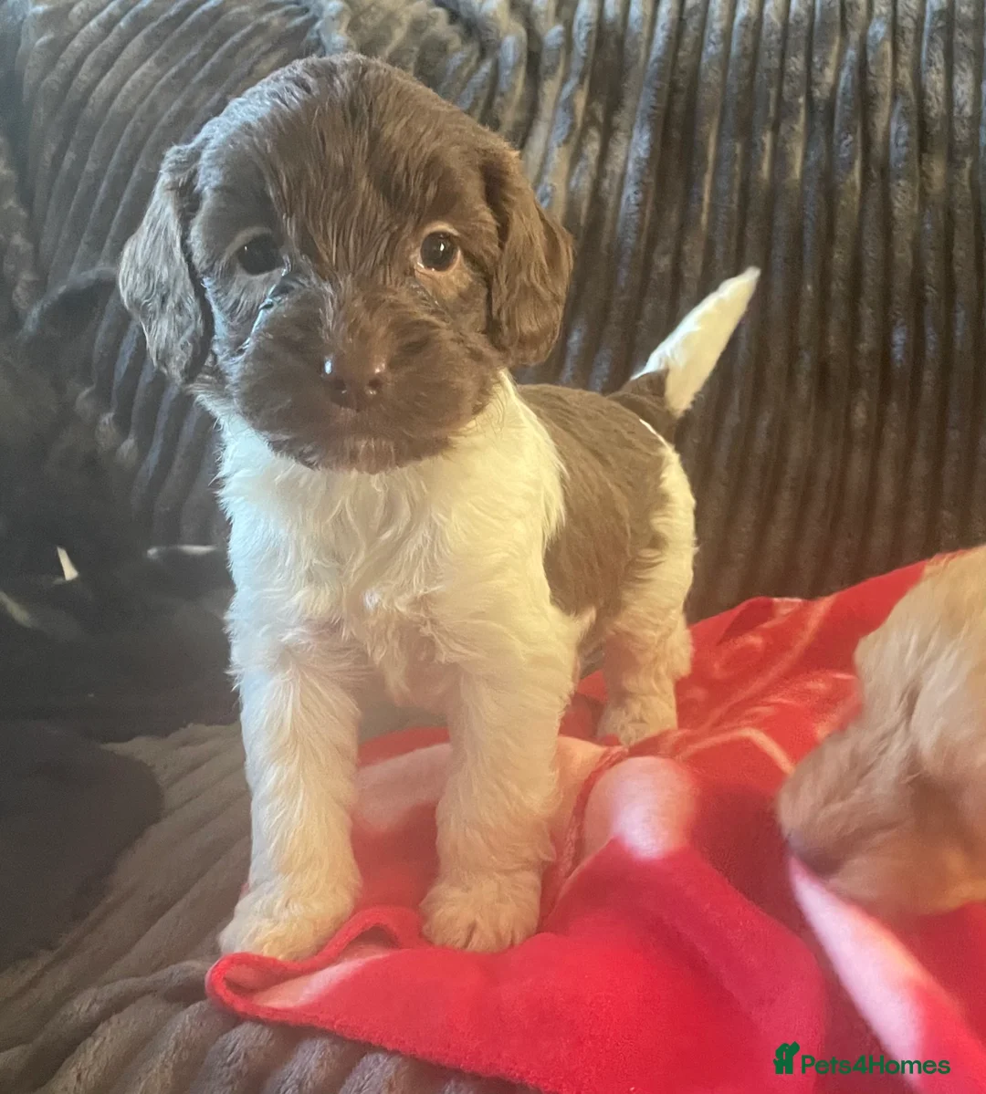 Cockapoo dogs for sale: Toy cockapoo puppies  - Advert 12