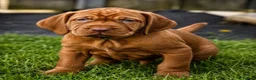Hungarian Vizsla dogs for sale: 1 dog puppy available  - Advert 1