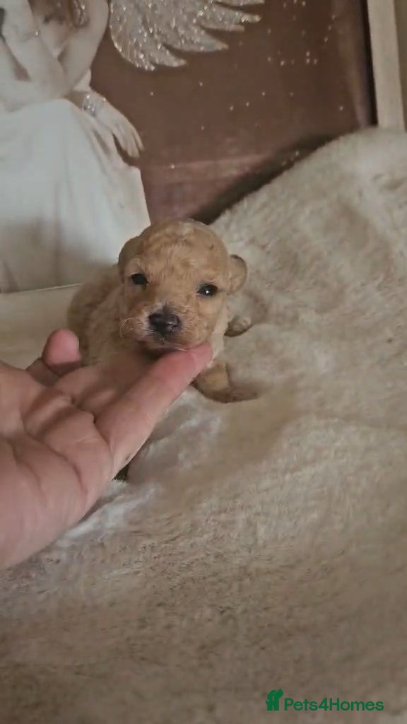 Toy Poodle dogs Kc toy poodles  - Advert 1