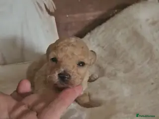 Toy Poodle dogs Kc toy poodles - Advert 1