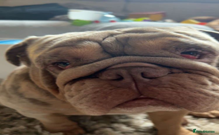 English Bulldog dogs - Advert 3