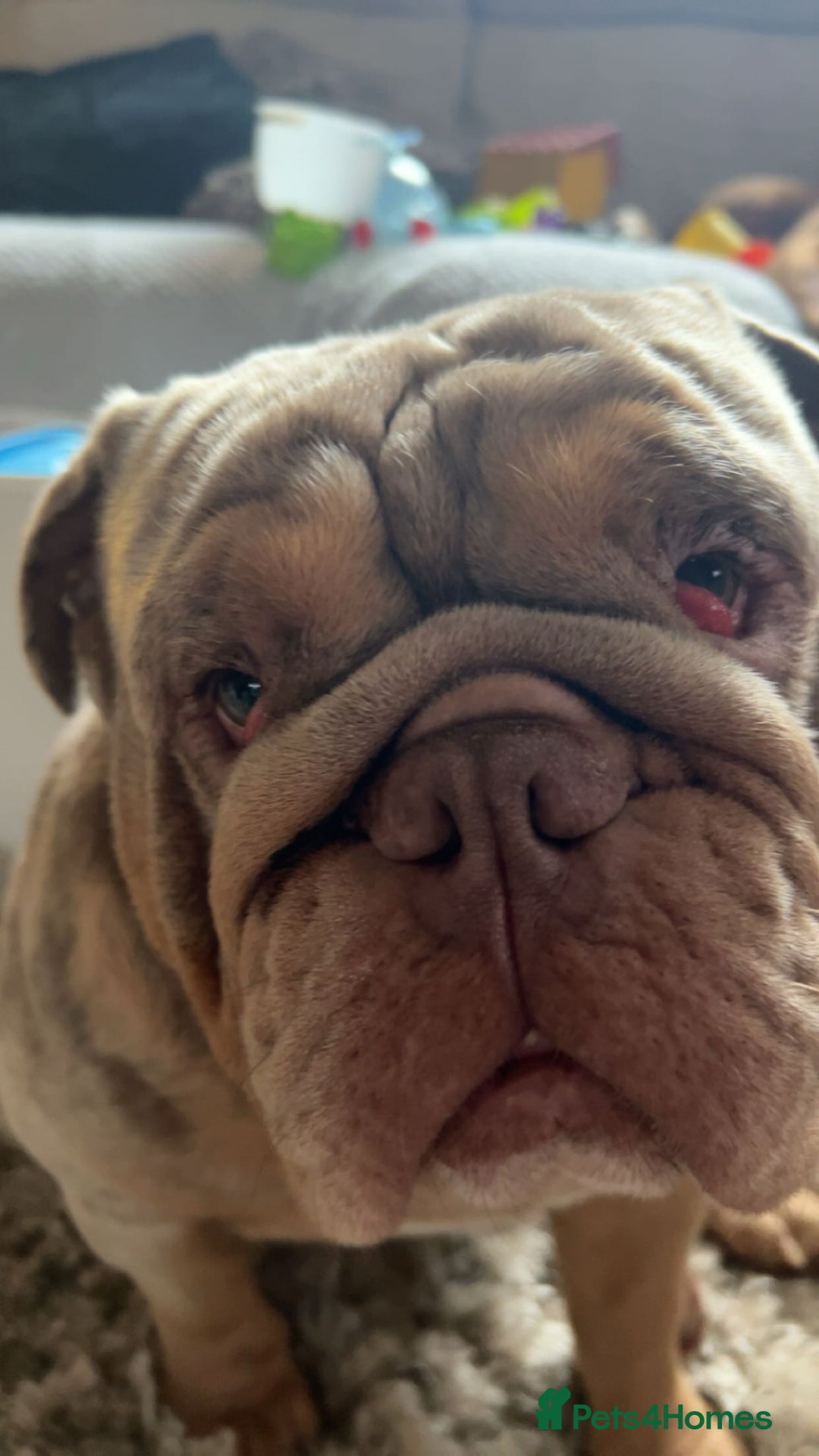 English Bulldog dogs for sale: For free. Just needs a good home - Image 1