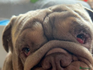 English Bulldog dogs - Advert 11