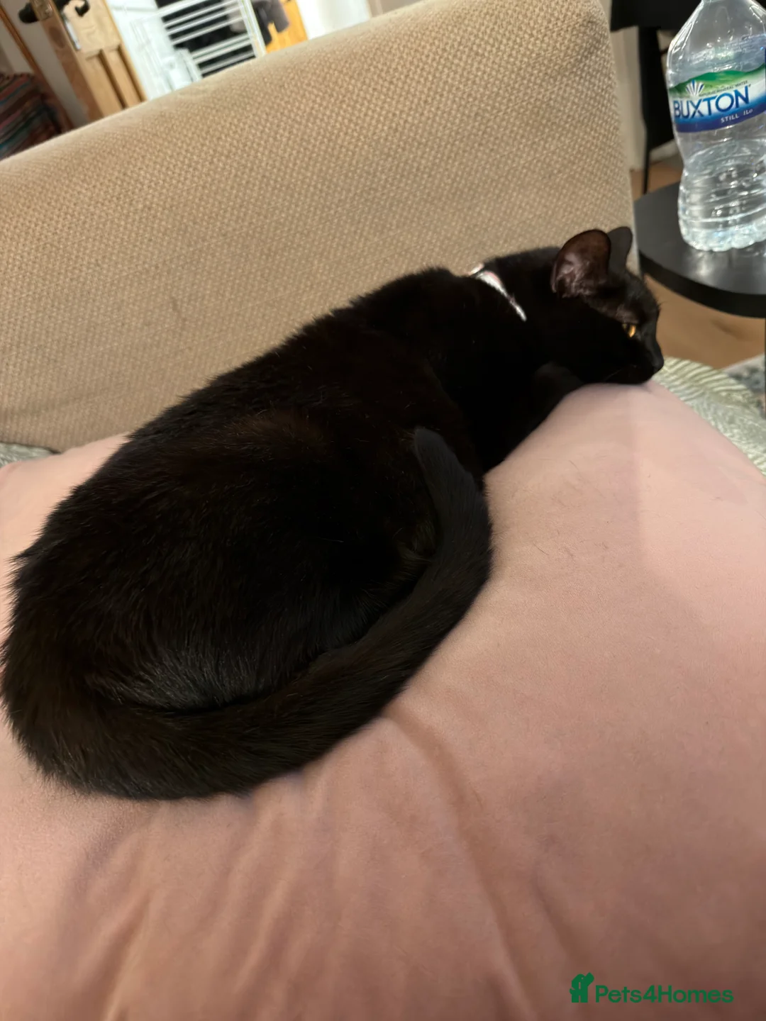 Mixed Breed cats for sale: Rare Grey Kitten  in London - Advert 5