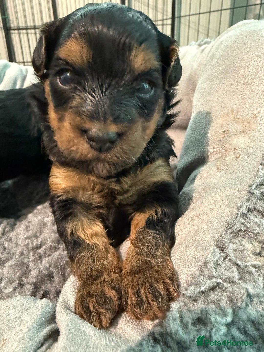 Yorkiepoo dogs for sale: Yorkiepoo - Image 5