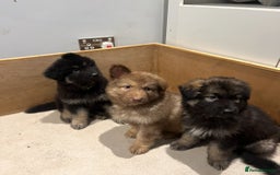 Mixed Breed dogs for sale: Alaskan Shepherd Puppies offers accepted  - Image 25