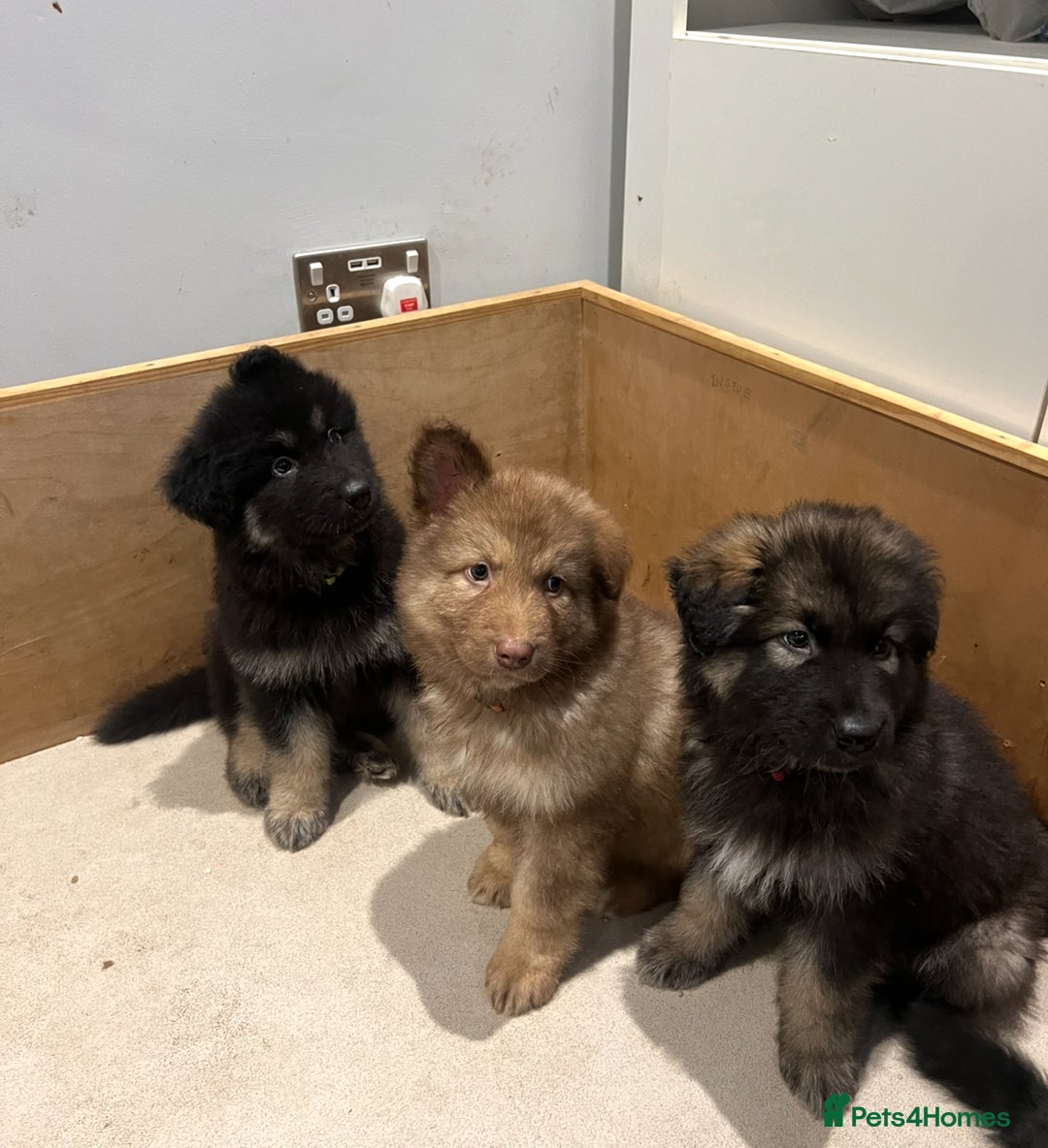 Mixed Breed dogs for sale: Alaskan Shepherd Puppies offers accepted  - Image 25