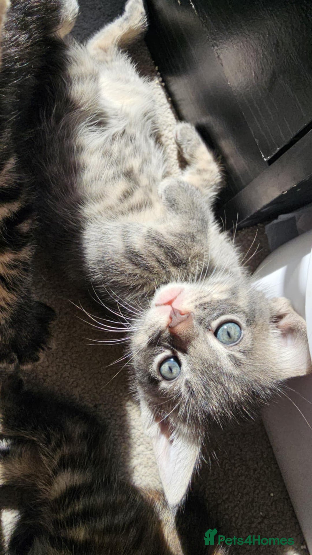 Mixed Breed cats for sale: 7 cute kittens - Image 15