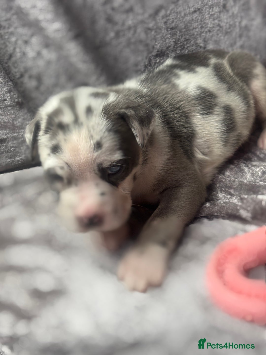 Neapolitan Mastiff dogs for sale: 💙 Neapolitan Mastiff Puppies champion bloodline💙 - Advert 22