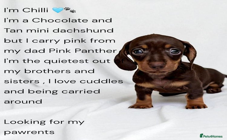 Miniature Dachshund dogs - Advert 2
