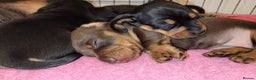 Miniature Dachshund dogs for stud: 27 champions prince Rolo  - Advert 12