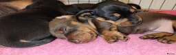 Miniature Dachshund dogs for stud: 27 champions prince Rolo  - Advert 12