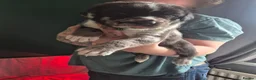 Cane Corso dogs for sale: Cane corso cross tibetan mastiff puppies - Advert 3