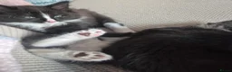 Mixed Breed cats for sale: 3 black and white tuxedo kittens, 2 male 1 female - Advert 19