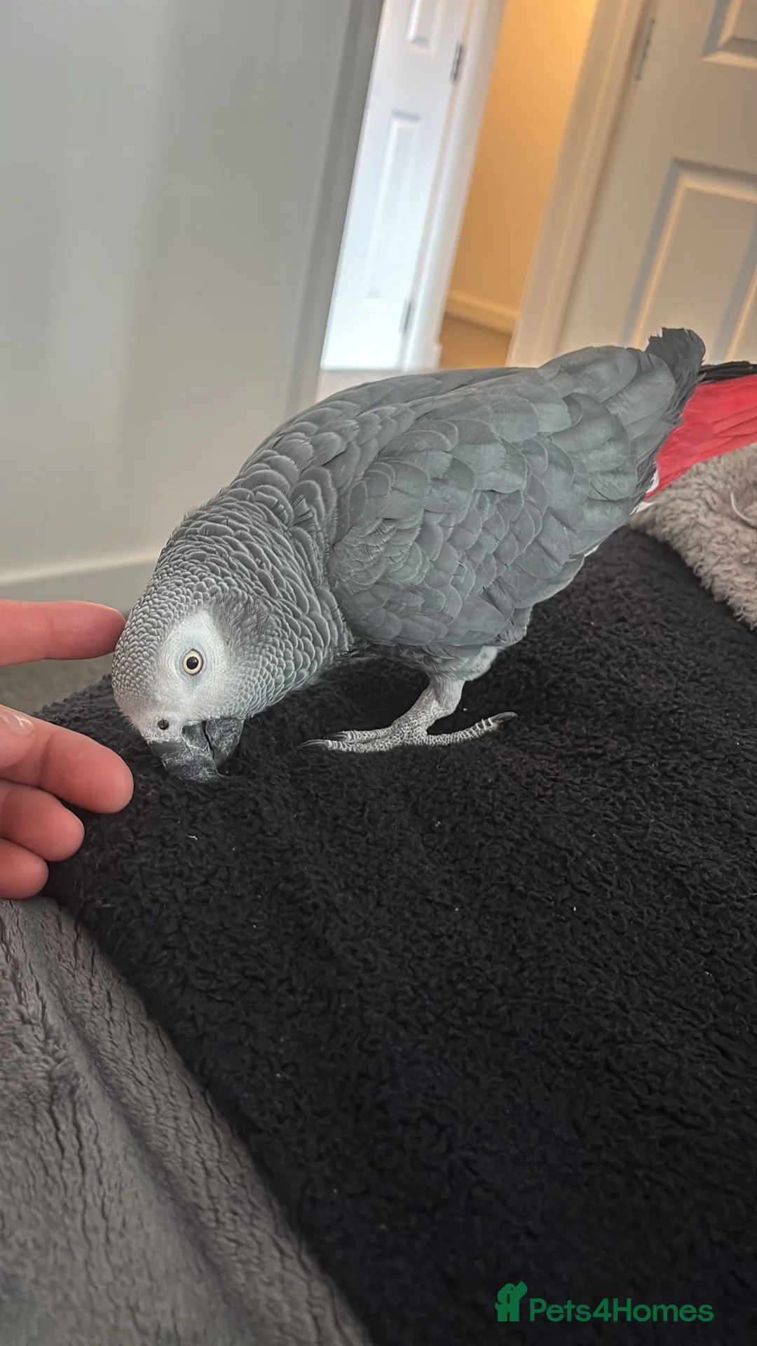 Parrots birds for sale: 10-year-old chatty boy in Eastleigh - Advert 2