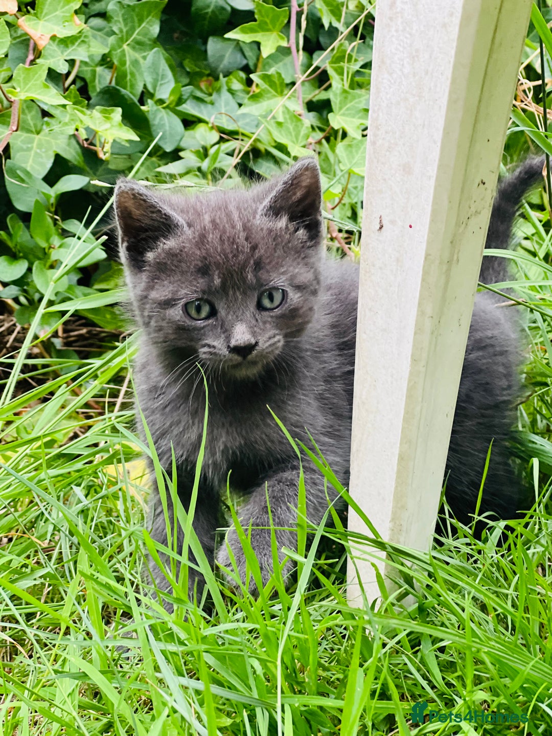 Mixed Breed cats for sale: Four Little Pawsomes Looking for Forever Homes!  - Image 19
