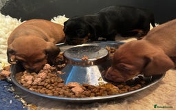 Dachshund dogs for sale: BEAUTIFUL KC REG STANDARD SMOOTH DACHSHUNDS  - Image 9