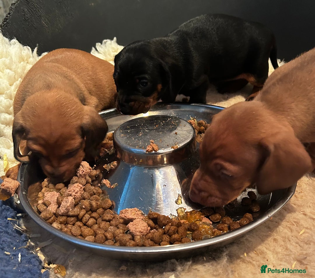 Dachshund dogs for sale: BEAUTIFUL KC REG STANDARD SMOOTH DACHSHUNDS  - Image 9