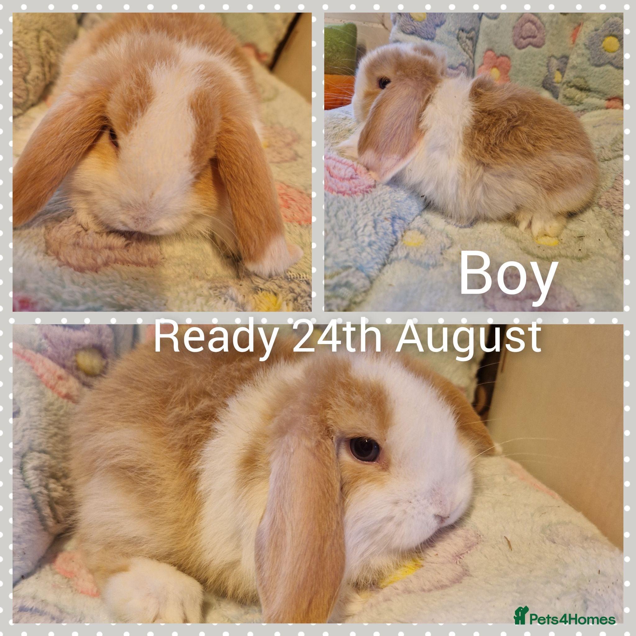 Mini Lop rabbits Mini lop kits  - Advert 7