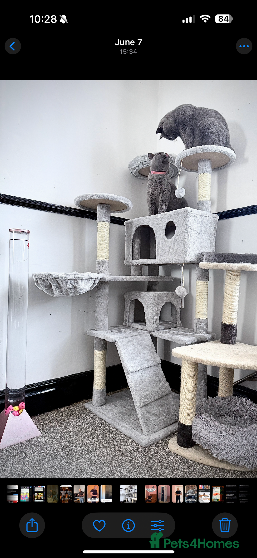 British Shorthair cats for sale: Top Quality GCCF British Shorthair Kittens!  - Image 14