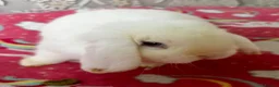 Mini Lop rabbits for sale: Beautiful Mini Lops Looking for 5-Star Pet Homes - Advert 12