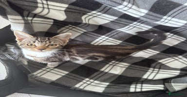 Mixed Breed cats - Advert 12