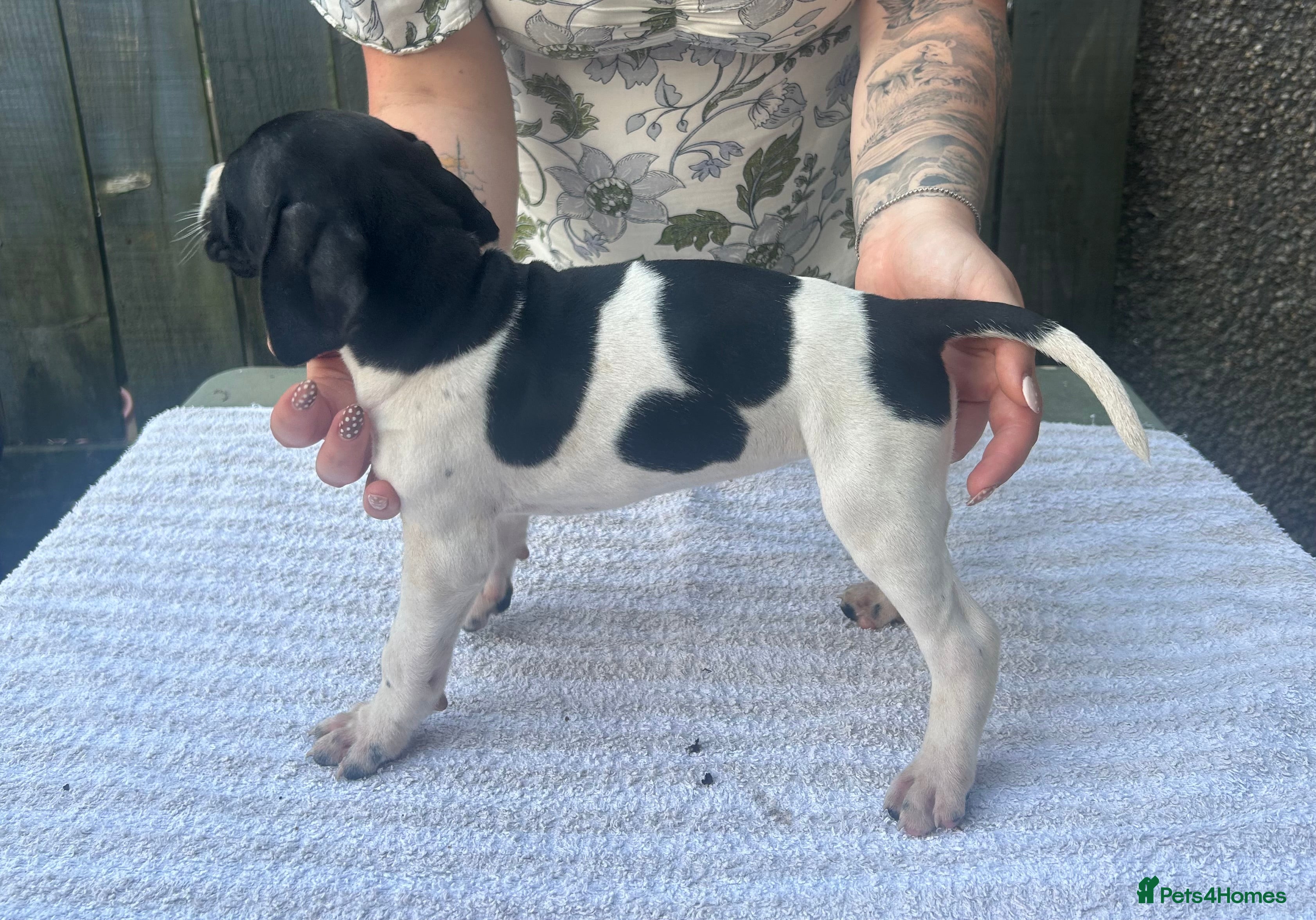 Pointer dogs for sale: KC English Pointer Puppies - Advert 7