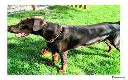 Dobermann dogs for sale: LOUIS 3 YEAR OLD DOBERMANN £900 ONO - Advert 7