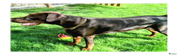 Dobermann dogs for sale:  LOUIS 3 YR OLD DOBERMANN DOG £800  - Advert 6