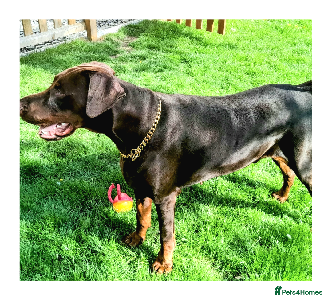 Dobermann dogs for sale: LOUIS 3 YEAR OLD DOBERMANN £900 ONO - Advert 7