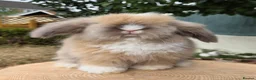 Angora rabbits for sale:  Super fluffy baby teddywidders   - Advert 1
