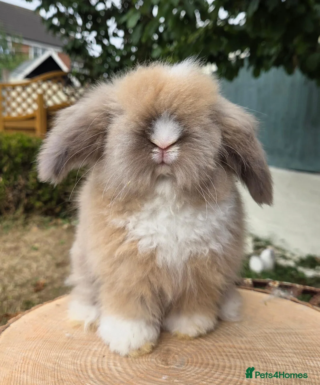 Angora rabbits for sale:  Super fluffy baby teddywidders   - Advert 1
