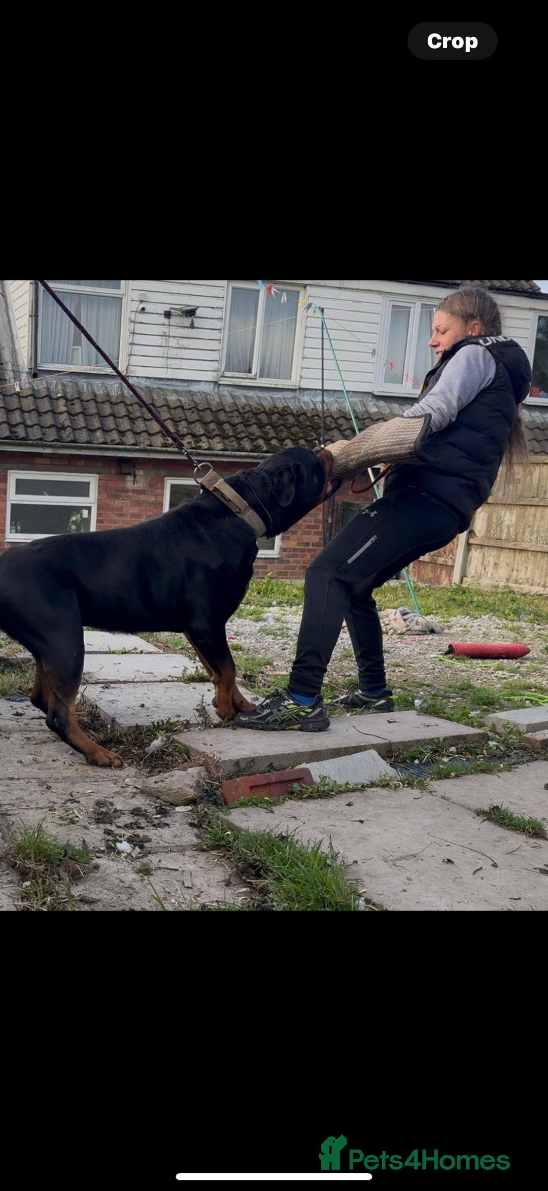 Rottweiler dogs for stud: Stunning KC registered fully health tested male   in Burnley - Advert 9