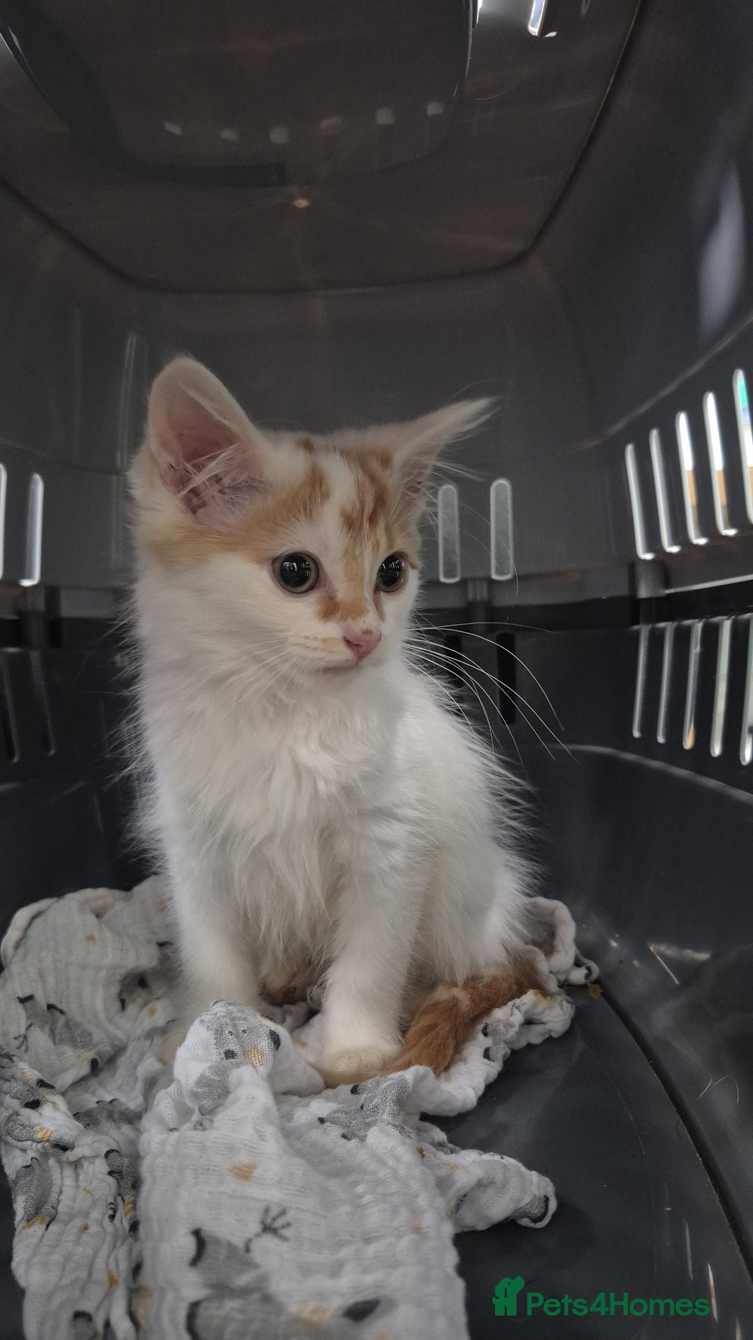Domestic Shorthair cats for sale: Can you offer baby Gingerbread a home? - Advert 4