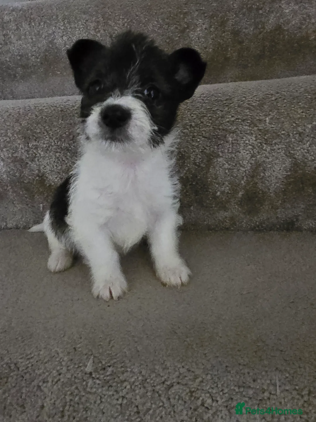 Mixed Breed dogs for sale: Malchi puppies for sale  - Advert 17