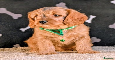 Cavapoo dogs - Advert 1