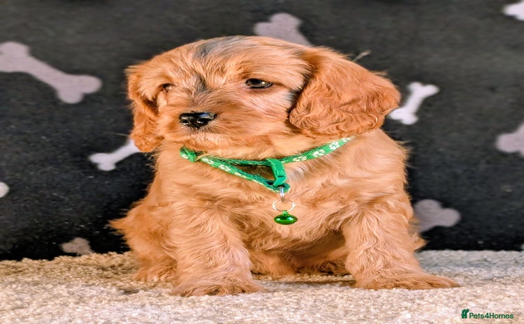 Cavapoo dogs - Advert 5