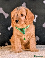 Cavapoo dogs - Advert 1